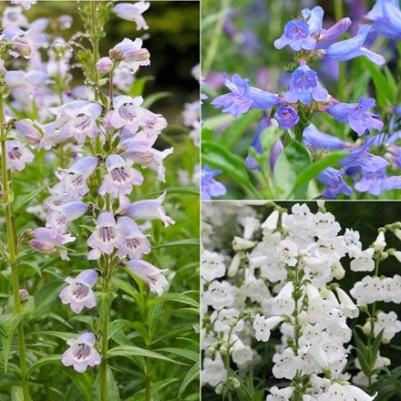 Heavenly Penstemon collection