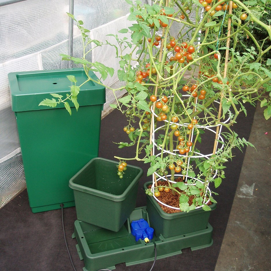 Buy Easy to grow kit Delivery by Waitrose Garden in association with