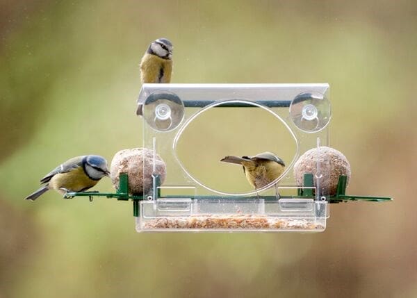 Complete window feeder for birds