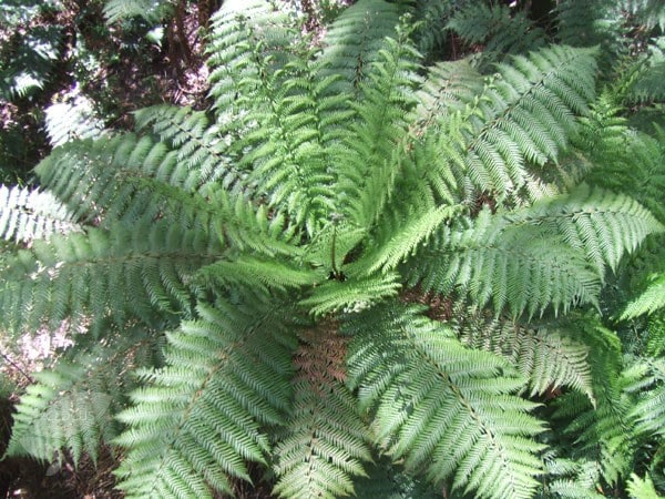 Tree fern feed