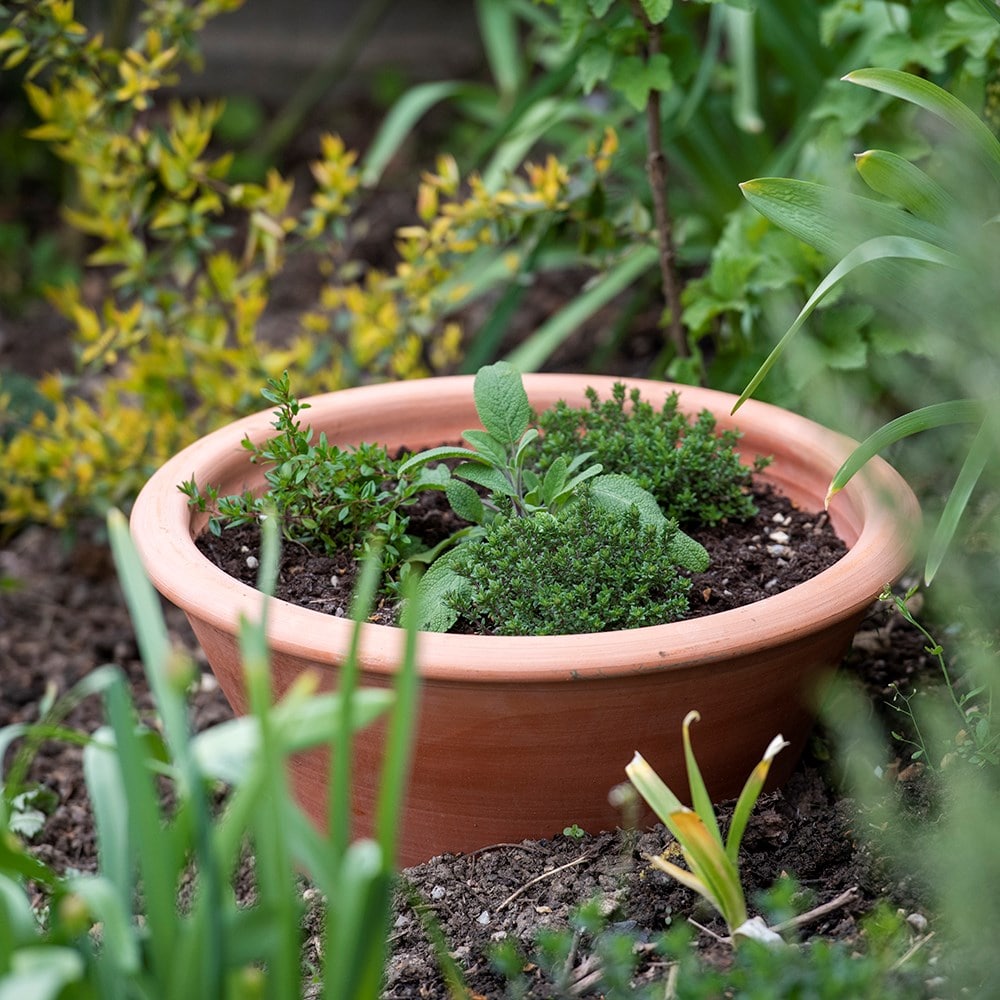 Terracotta rimmed grow pot