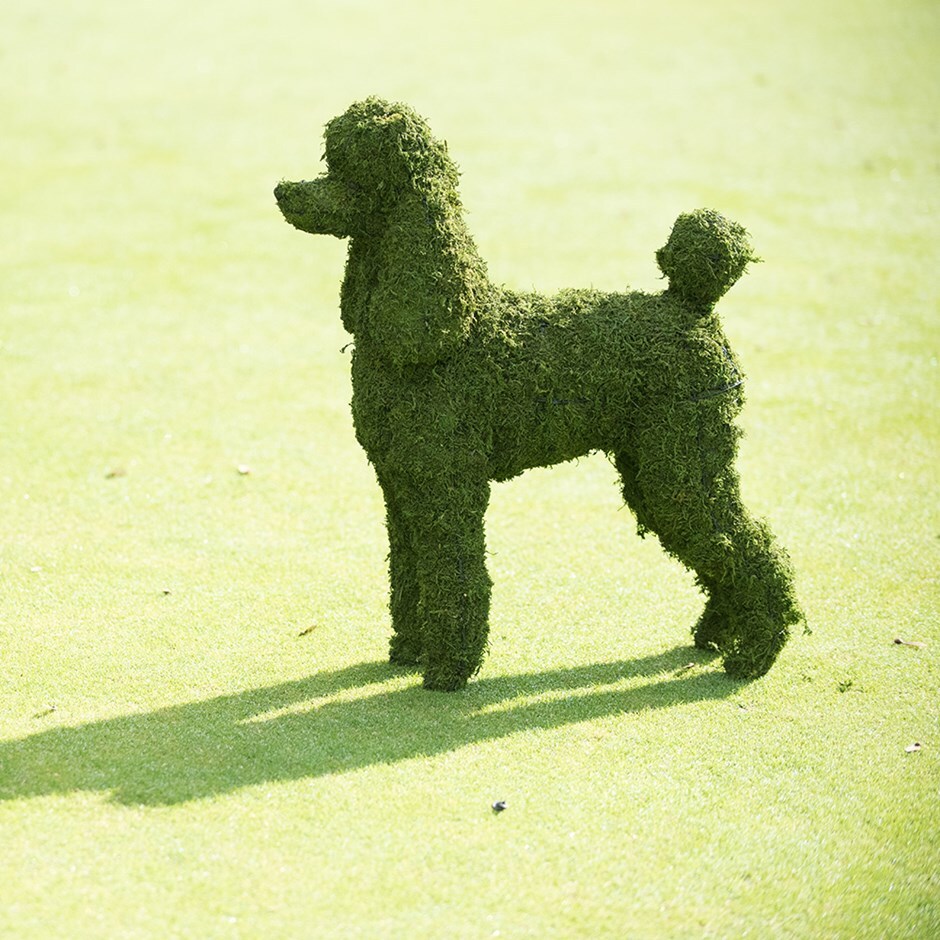 Buy Poodle garden sculpture Delivery by Waitrose Garden in association