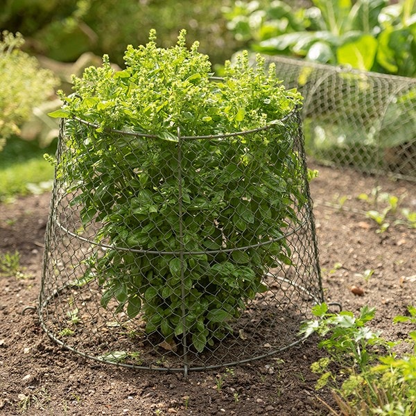 Reversible plant boma cloche / support - Crocus green