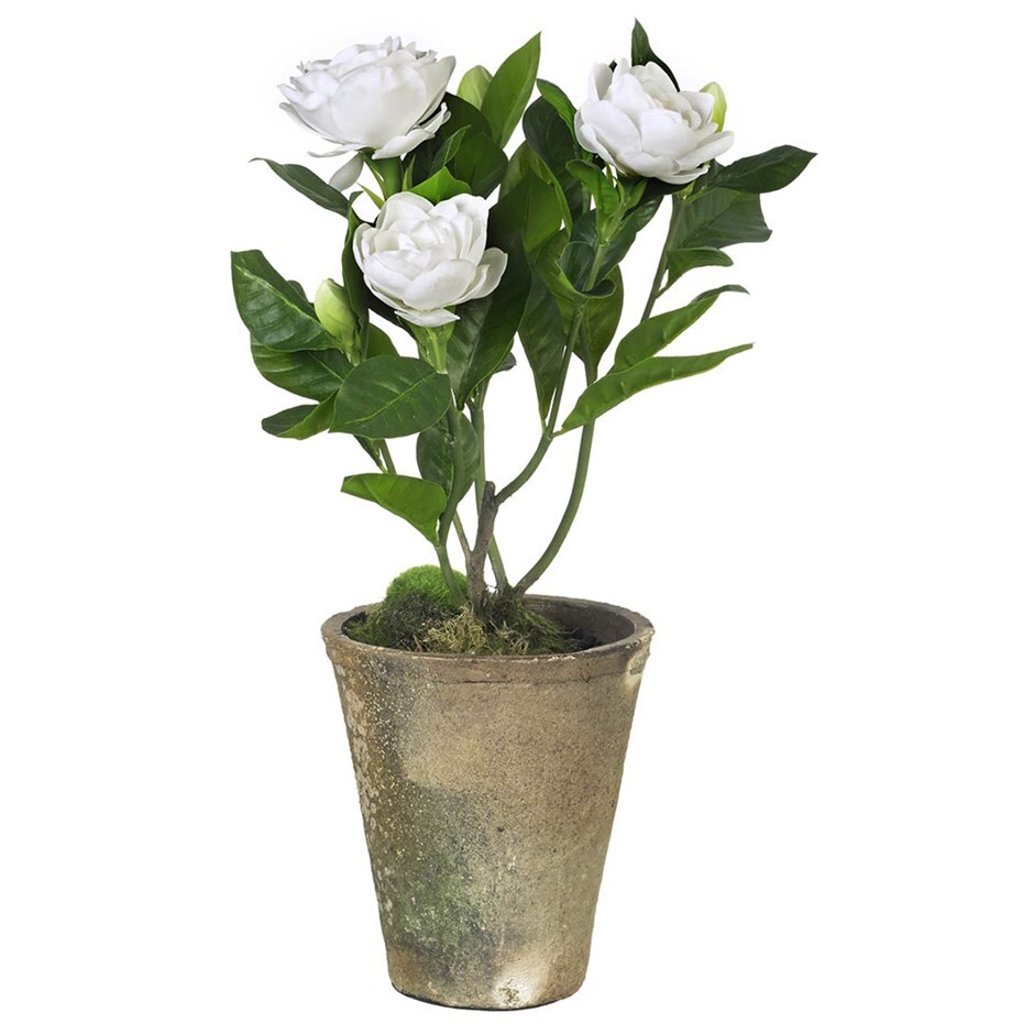 Buy Artificial gardenia potted Delivery by Crocus