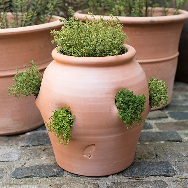 Terracotta herb pot/strawberry pot