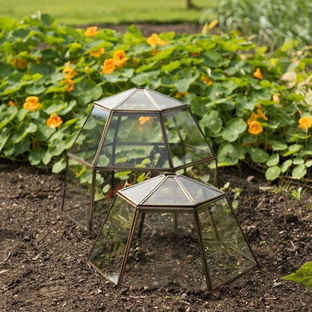 Lantern cloche with lid