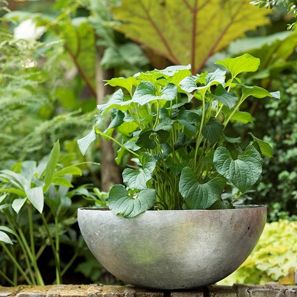 Sphere plant bowl