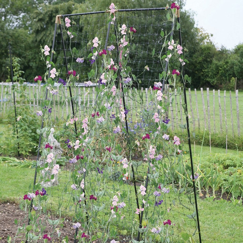 Pea and bean / sweet pea frame