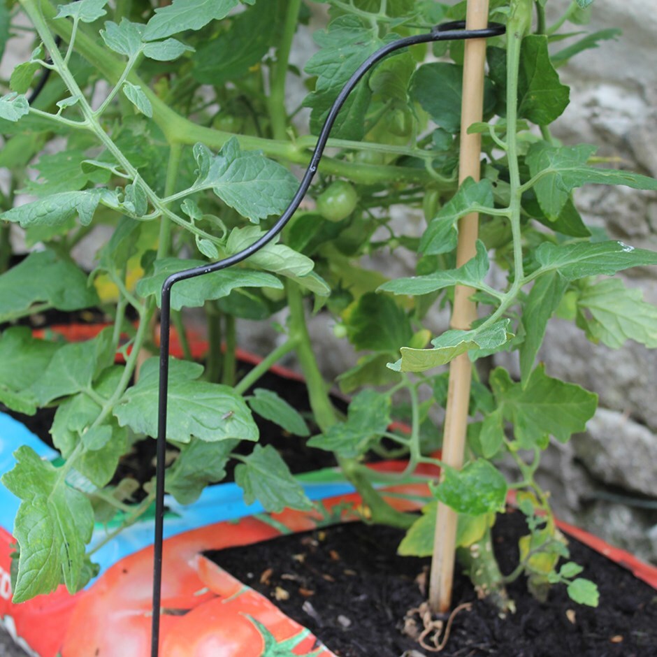 Buy Cane supports for growbags Delivery by Waitrose Garden in