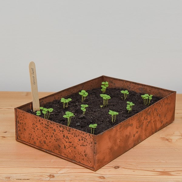 Brushed copper seed tray