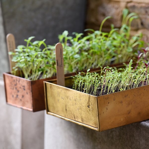 Brushed brass seed tray