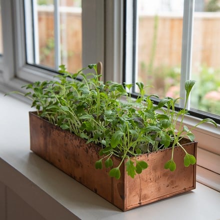Brushed copper windowsill seed tray