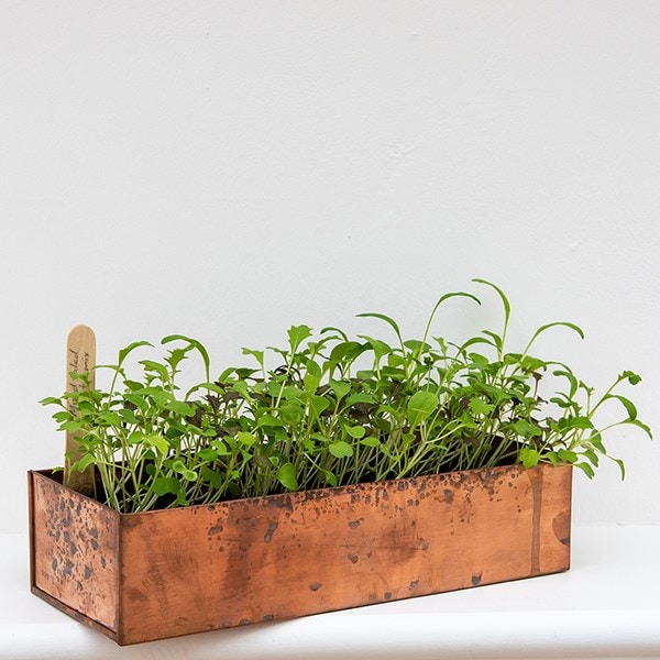Brushed copper windowsill seed tray