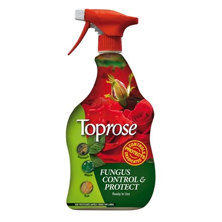 Toprose fungus control and protect
