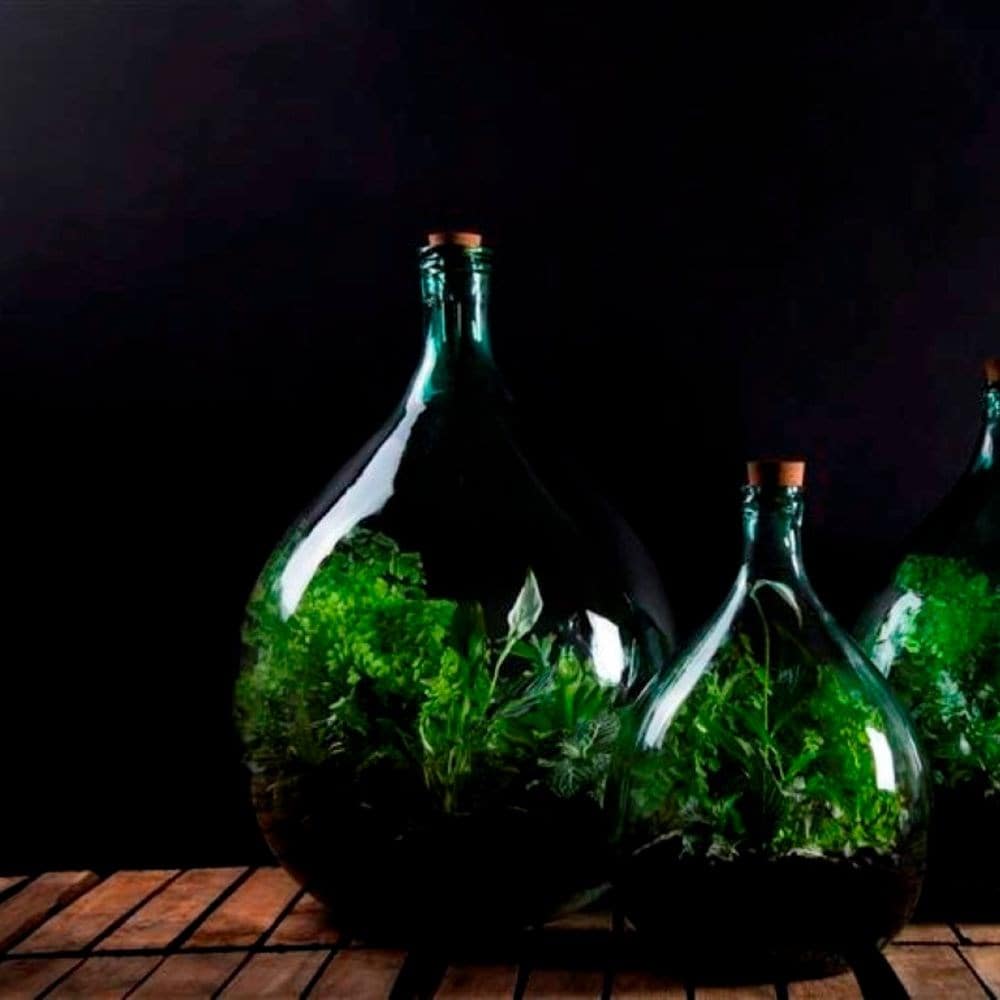 Plant terrarium bottle 5 litre set