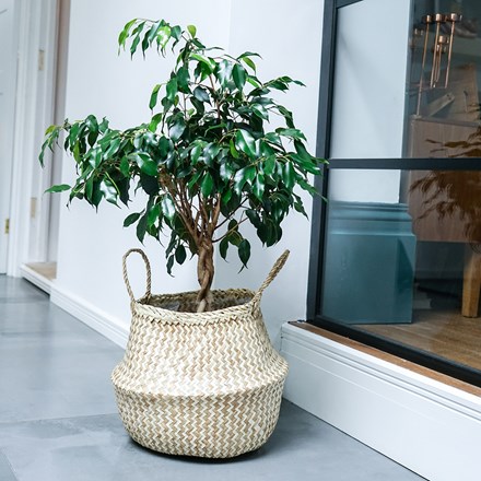 Seagrass chevron lined plant basket - white