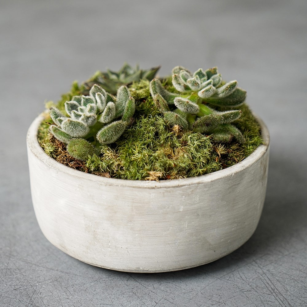 Cement style low bowl - light grey