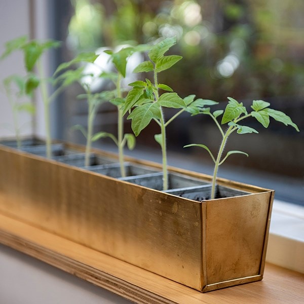 Brass windowsill tray with 6 grow pods