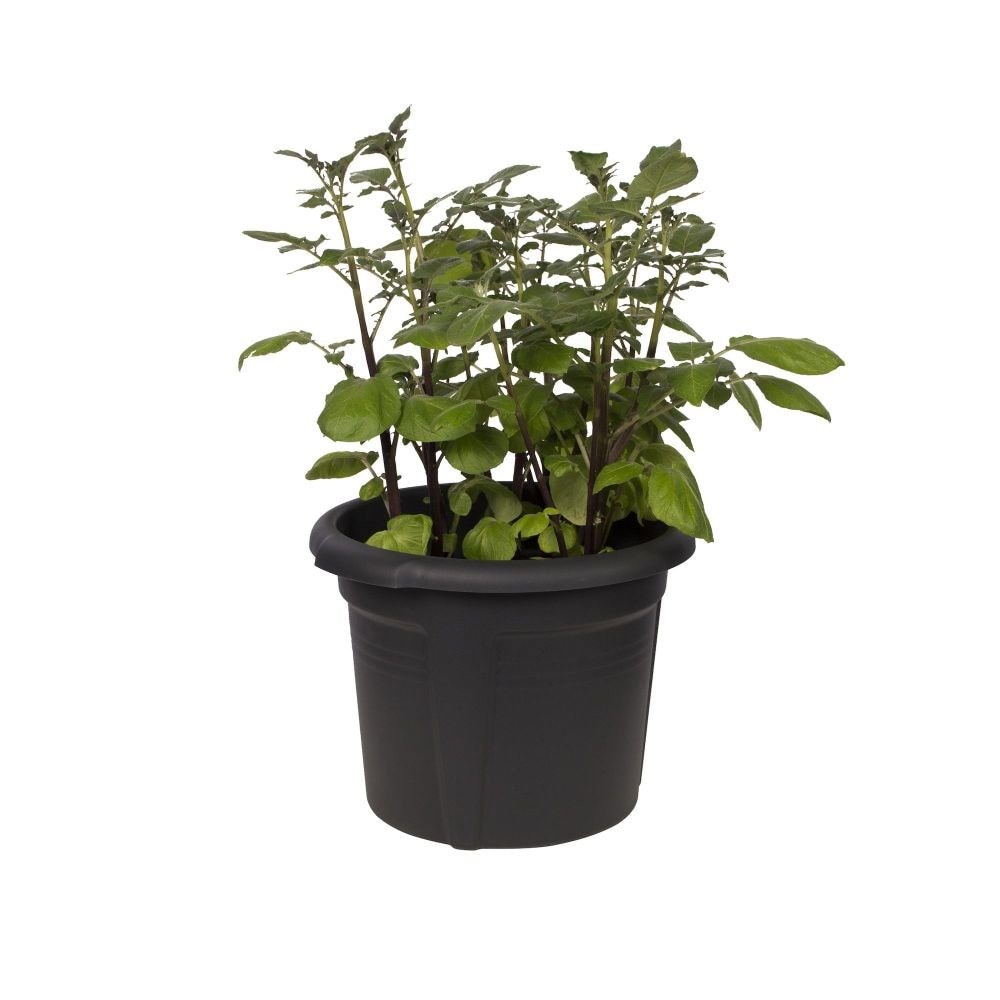 Small space potato plant pot - black