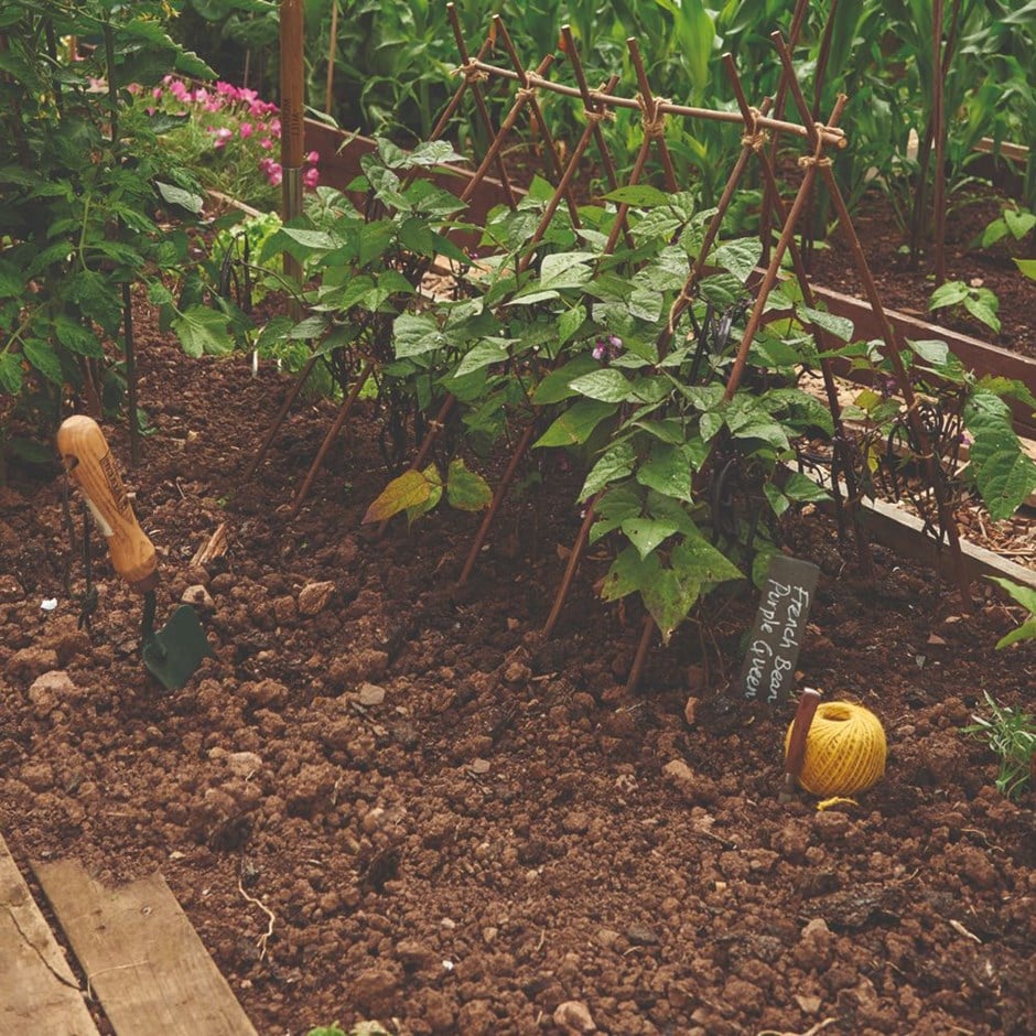 Willow plant sticks