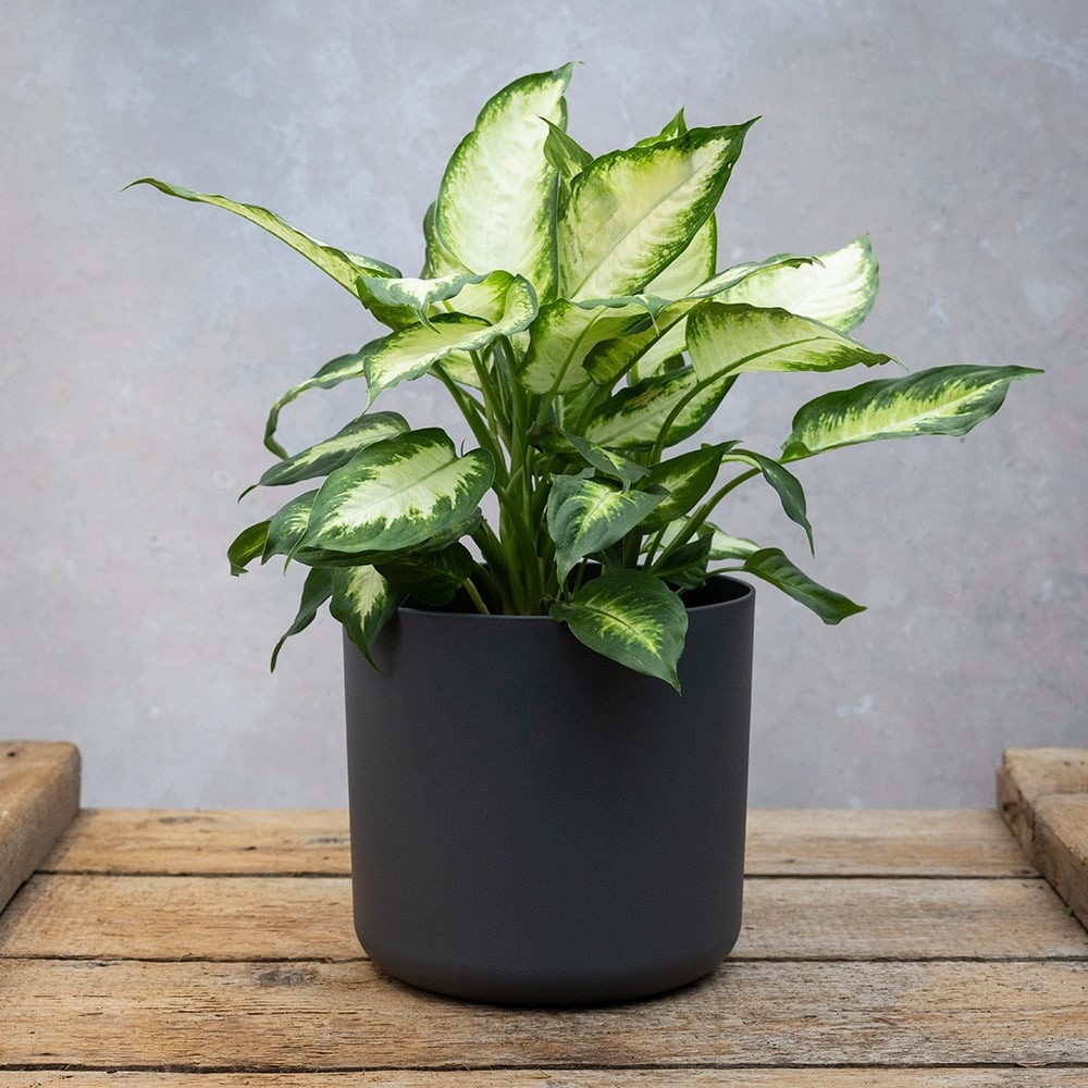 Straight edged plant pot - dark grey