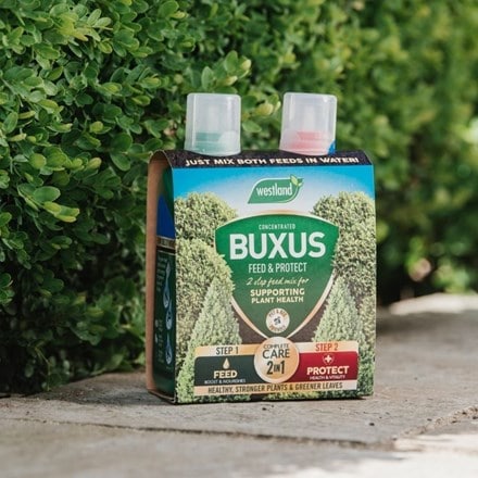 Buxus feed and protect