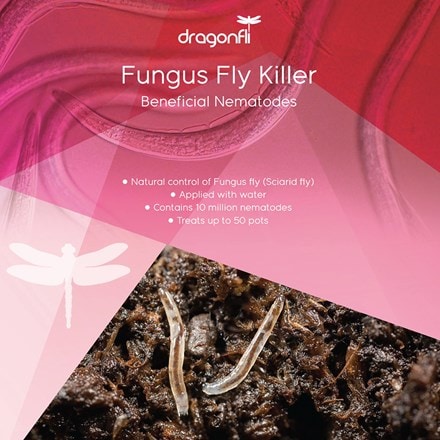 Fungus fly killer 10 million nematodes