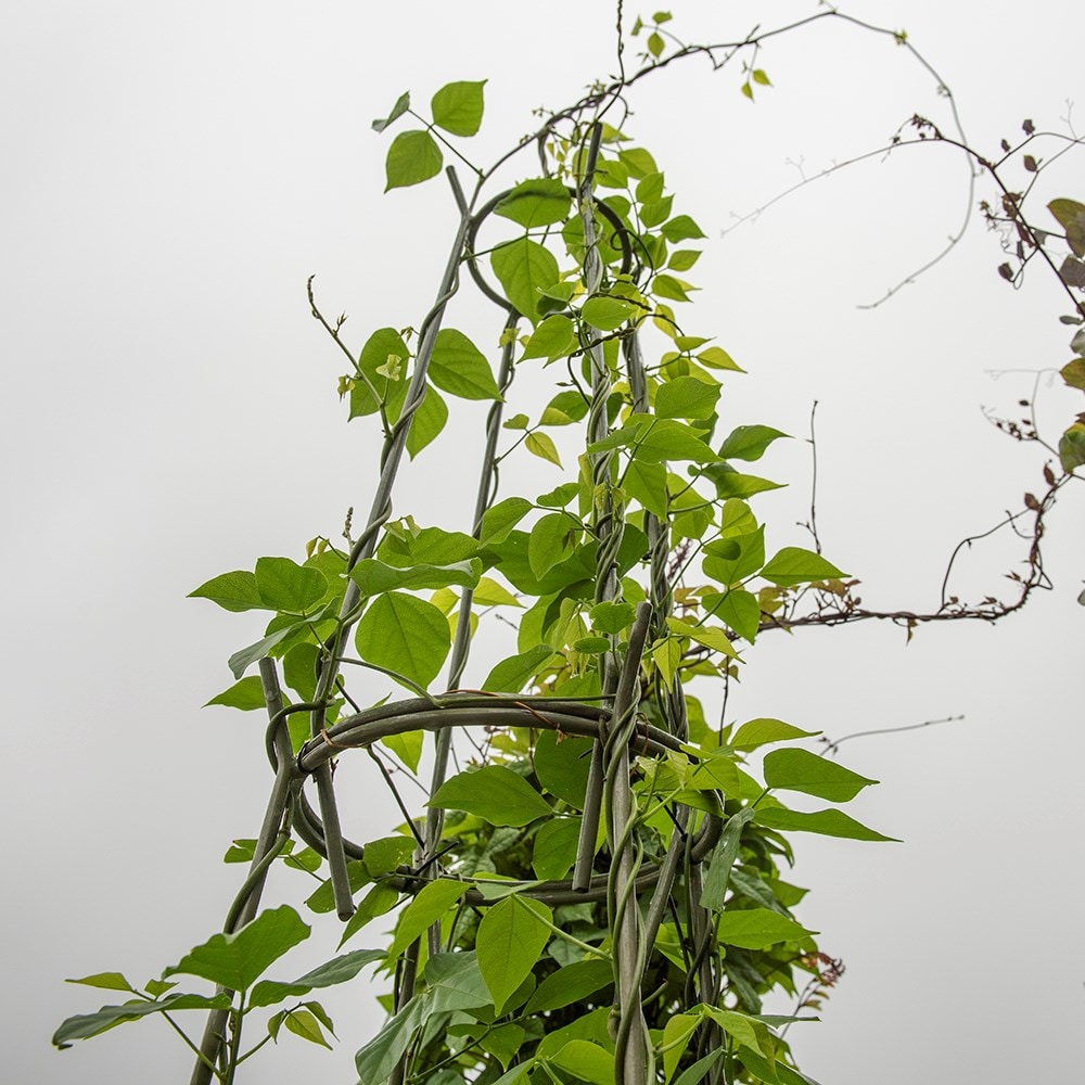Multi purpose obelisk/plant support set - Crocus green