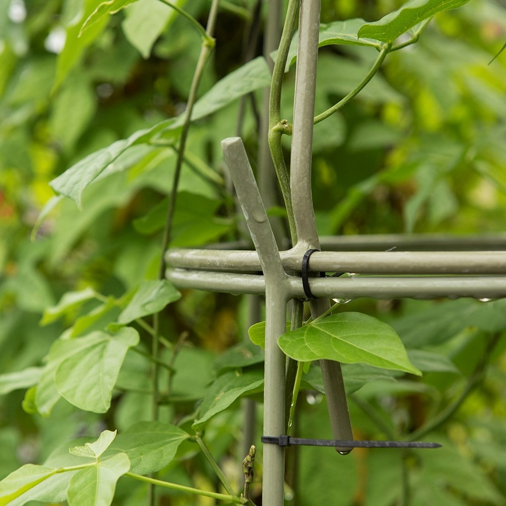Multi purpose obelisk/plant support set - Crocus green