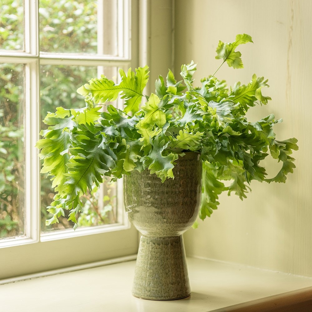Reactive glaze coupe plant pot - green