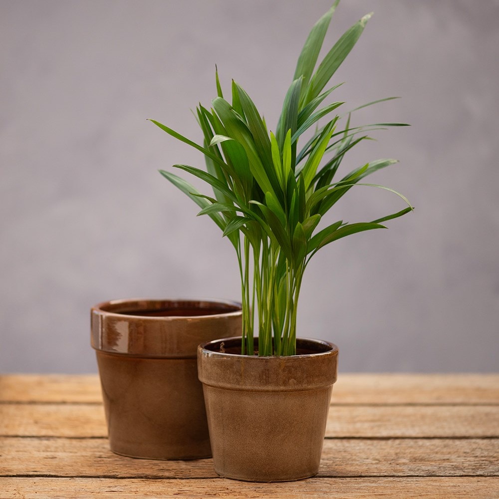 Reactive glaze wide rim plant pot set of 2 - light brown 