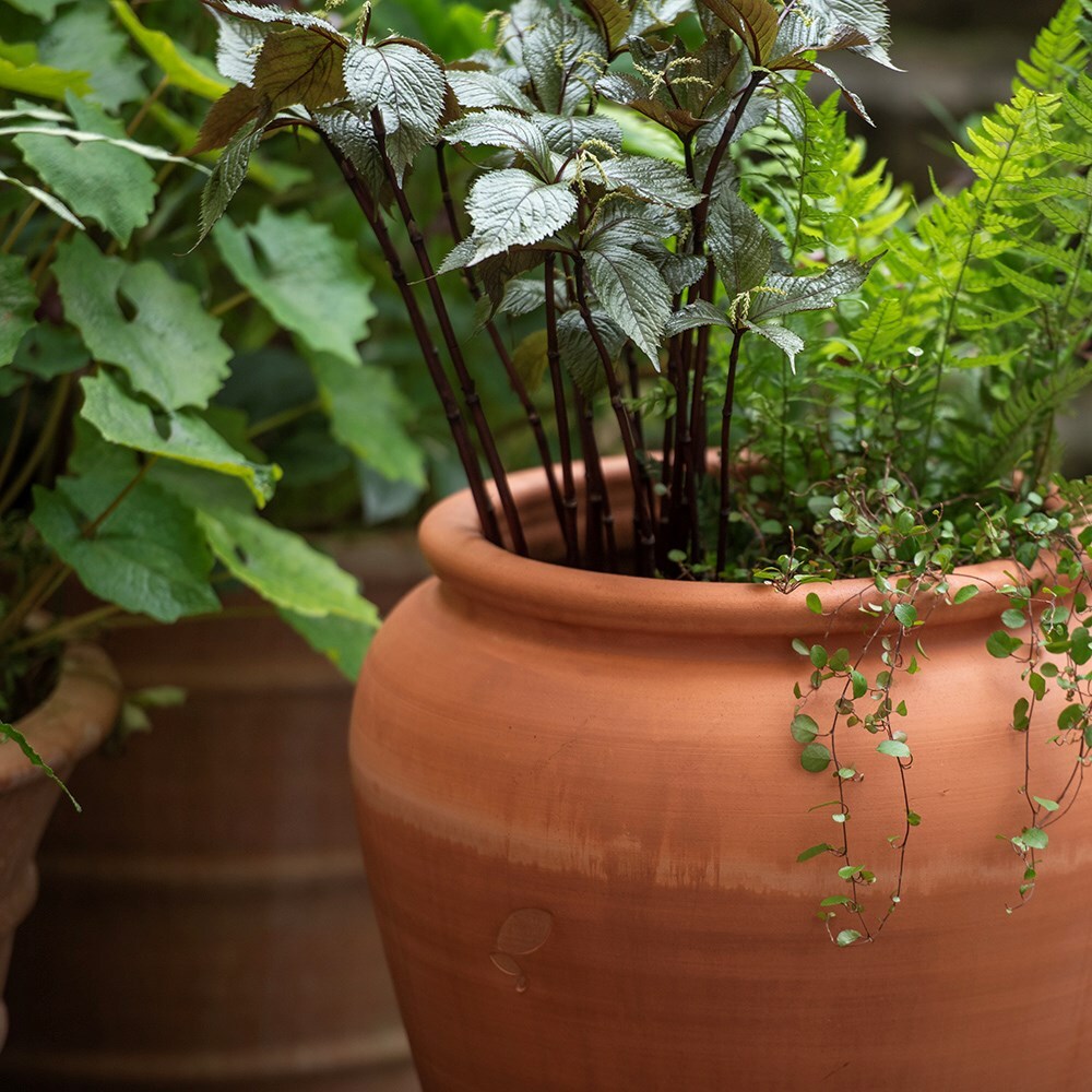 Terracotta vase planter