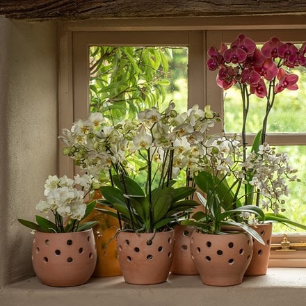 Terracotta orchid pot