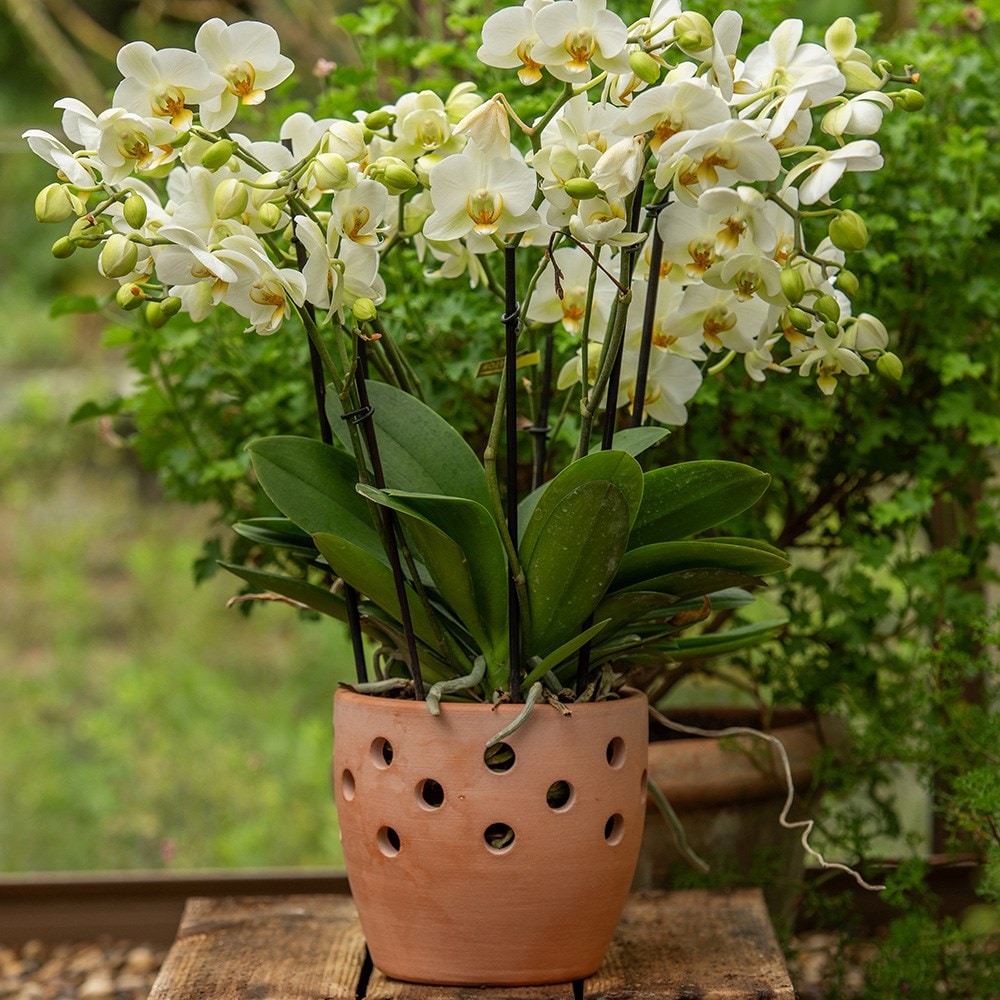 Terracotta orchid pot