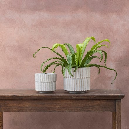 Rustic ribbed plant pot - off white