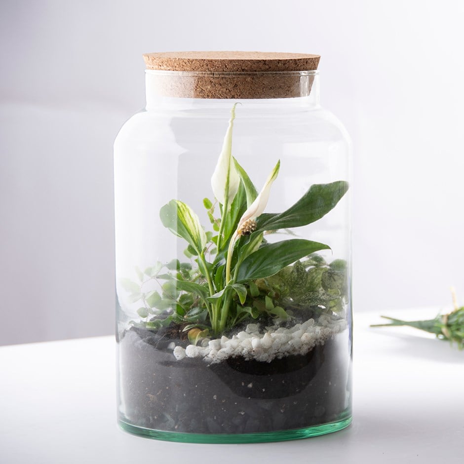 Plant terrarium with wide neck