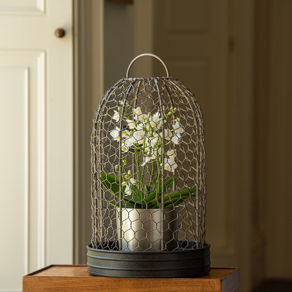 Bird cage cloche and tray Bird cage cloche and tray