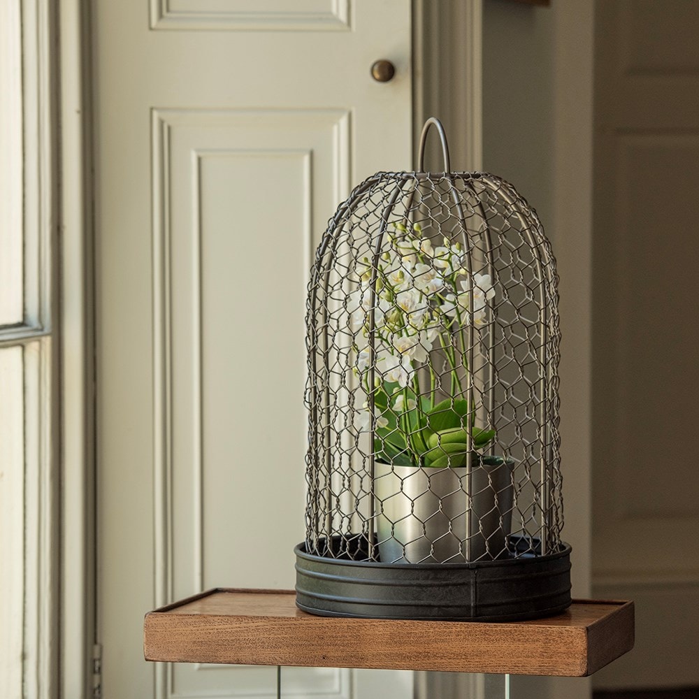 Bird cage cloche and tray Bird cage cloche and tray