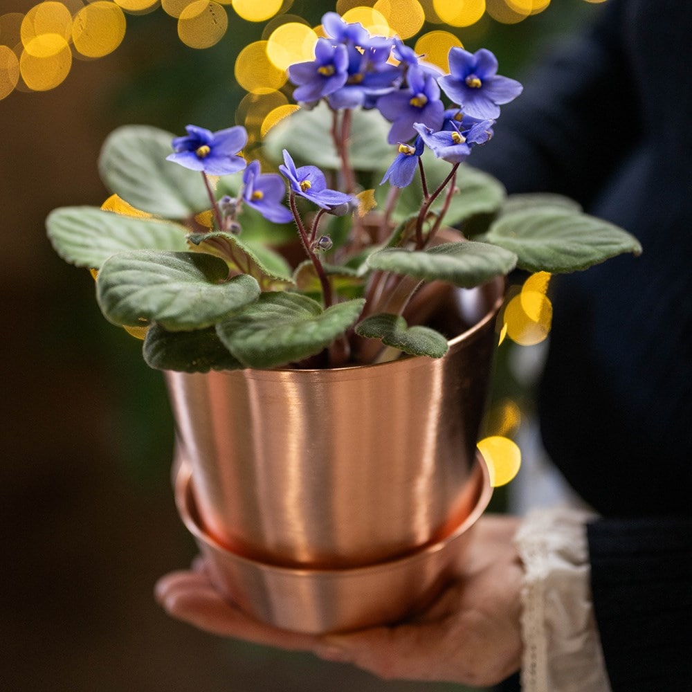 Brushed copper pot and tray Brushed copper pot and tray