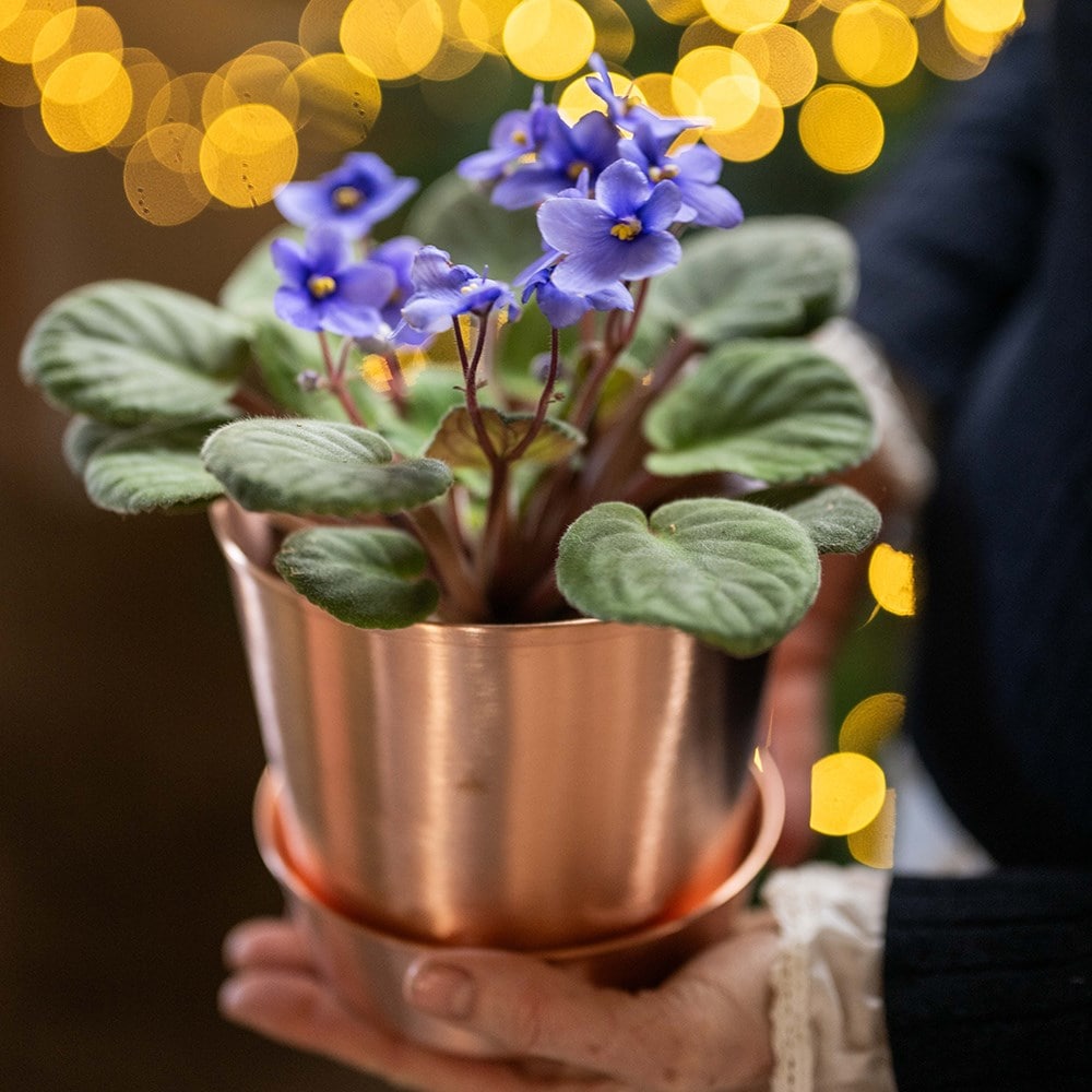 Brushed copper pot and tray Brushed copper pot and tray