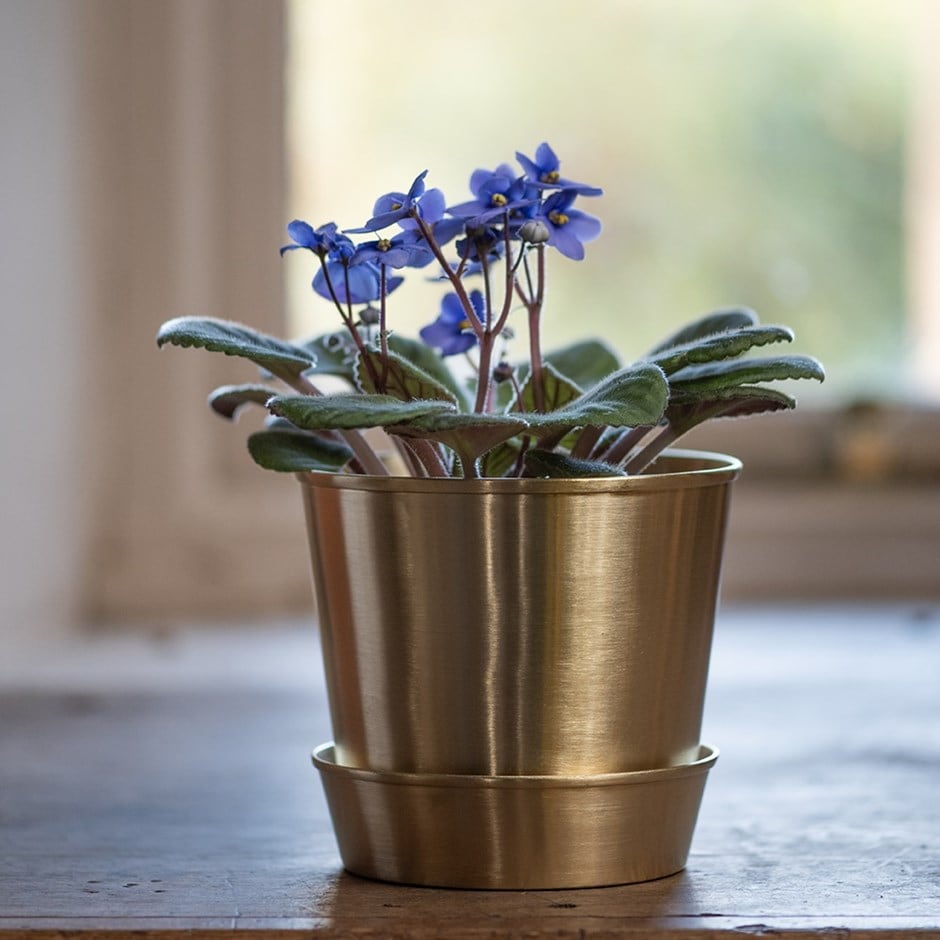Brushed brass pot and tray Brushed brass pot and tray