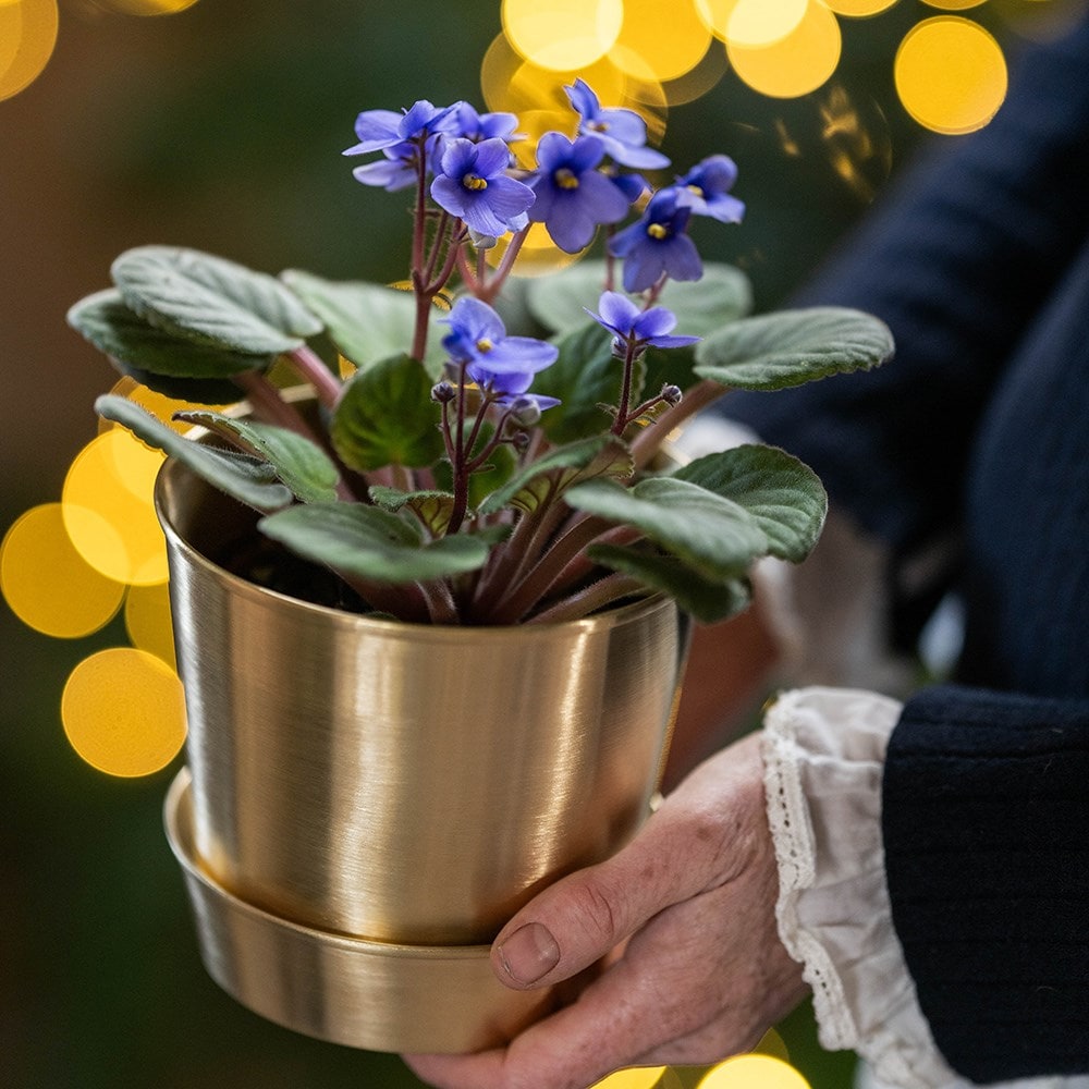 Brushed brass pot and tray Brushed brass pot and tray