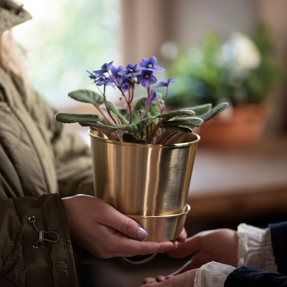 Brushed brass pot and tray Brushed brass pot and tray
