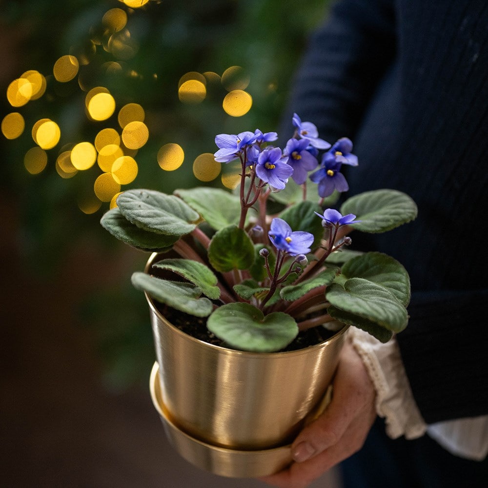 Brushed brass pot and tray Brushed brass pot and tray