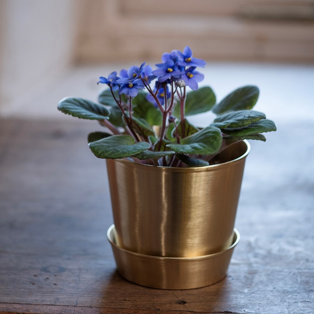 Brushed brass pot and tray Brushed brass pot and tray