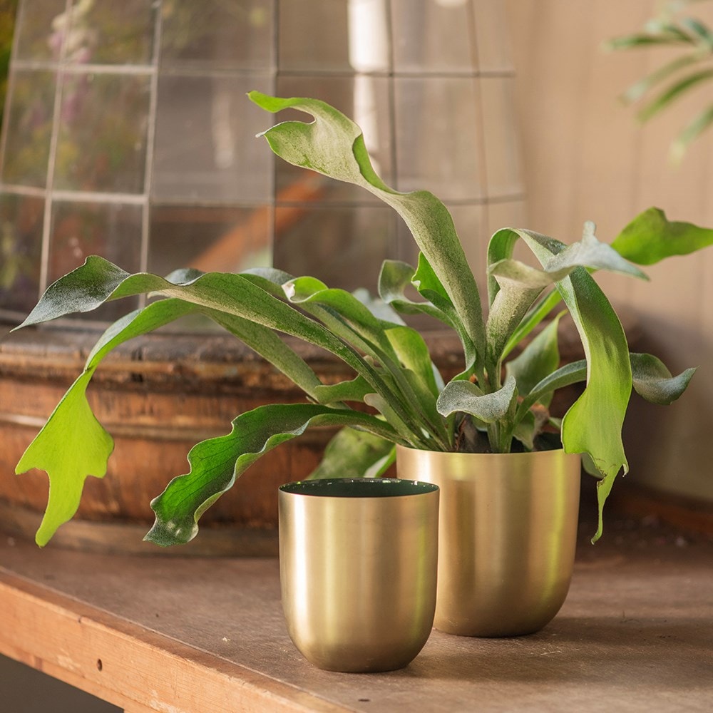 Brushed golden pot with enamel interior
