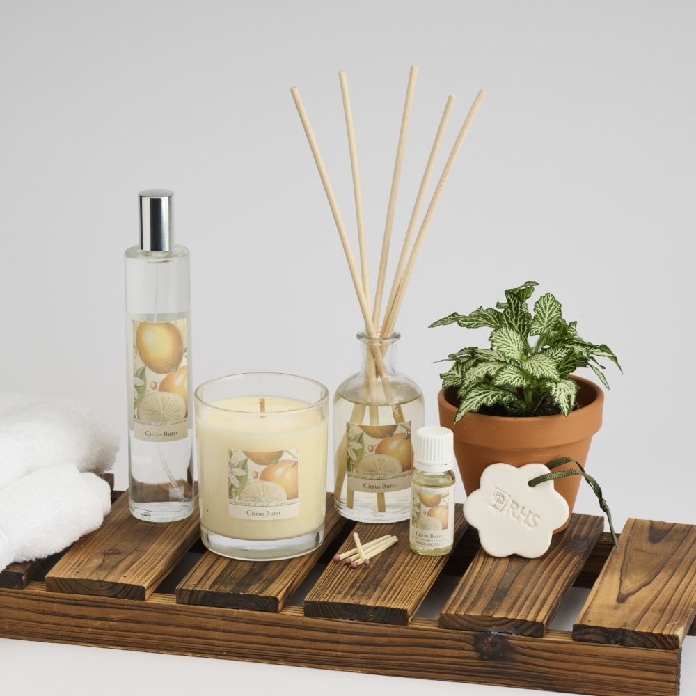 RHS Classic reed diffuser - citrus burst