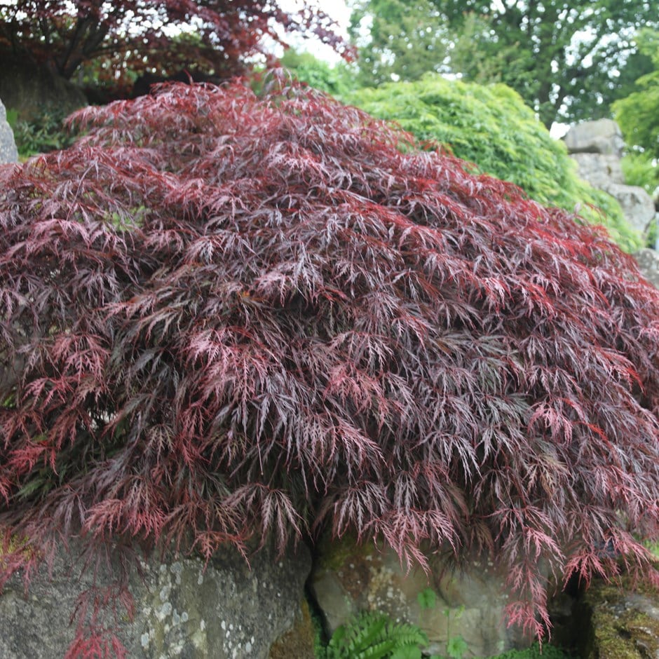 <i>Acer palmatum</i> 'Inaba-shidare'