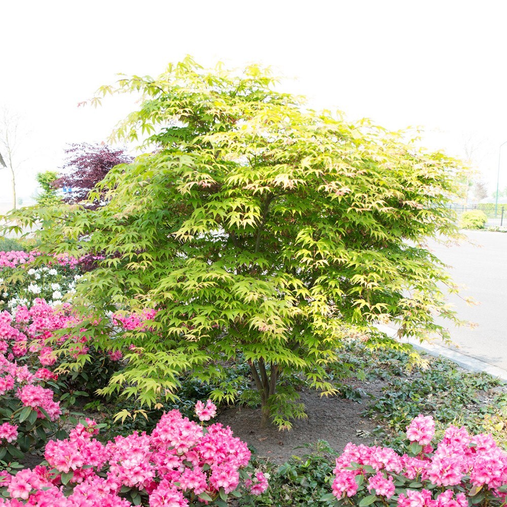 <I>Acer palmatum</i> 'Osakazuki'