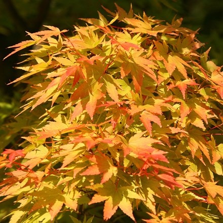 <i>Acer palmatum</i> 'Sango-kaku'